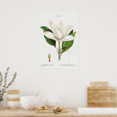 botanische illustratie poster (Keuken)