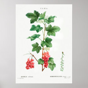 botanische illustratie poster