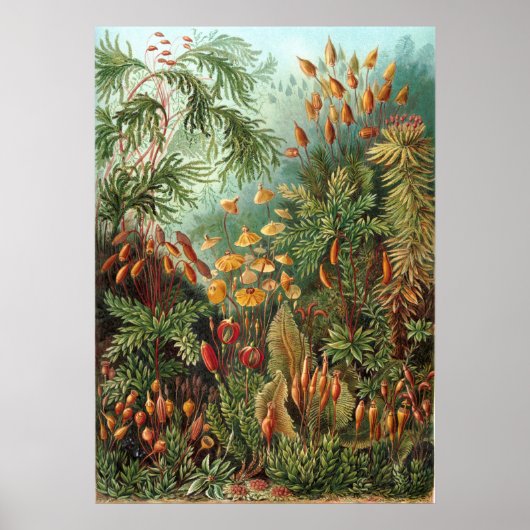  botanische illustratie poster (Voorkant)
