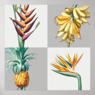  botanische illustratie poster