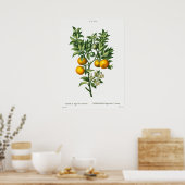  botanische illustratie poster (Keuken)