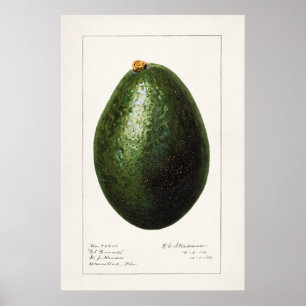  botanische illustratie poster