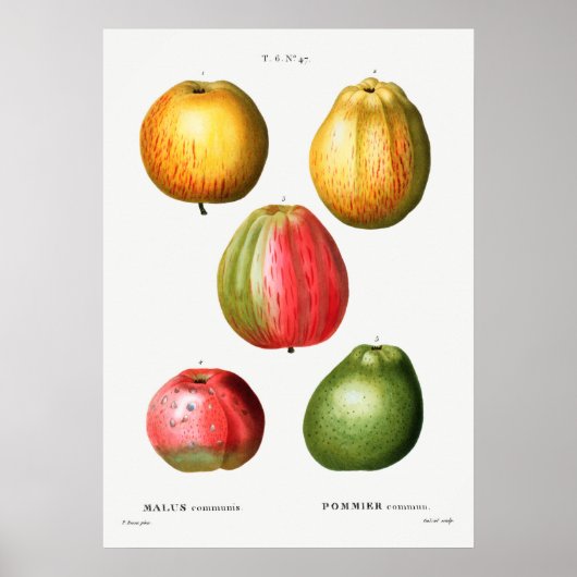 botanische illustratie poster (Voorkant)
