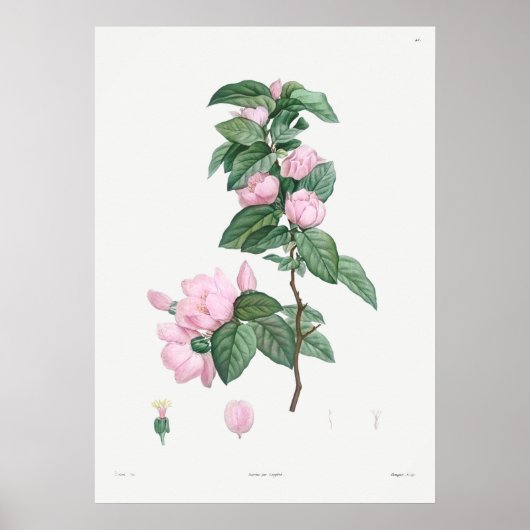  botanische illustratie poster (Voorkant)