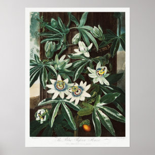  botanische illustratie poster