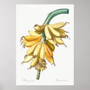  botanische illustratie poster