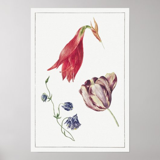  botanische illustratie poster (Voorkant)