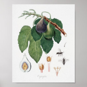 botanische illustratie poster
