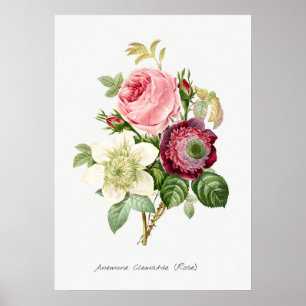  botanische illustratie poster