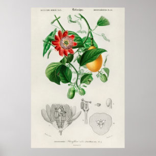  botanische illustratie poster