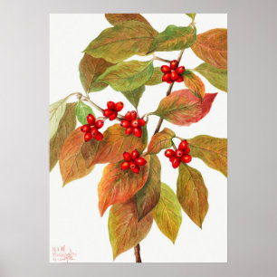  botanische illustratie poster