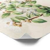  botanische illustratie poster (Hoek)