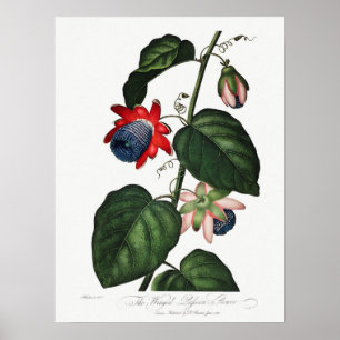 botanische illustratie poster