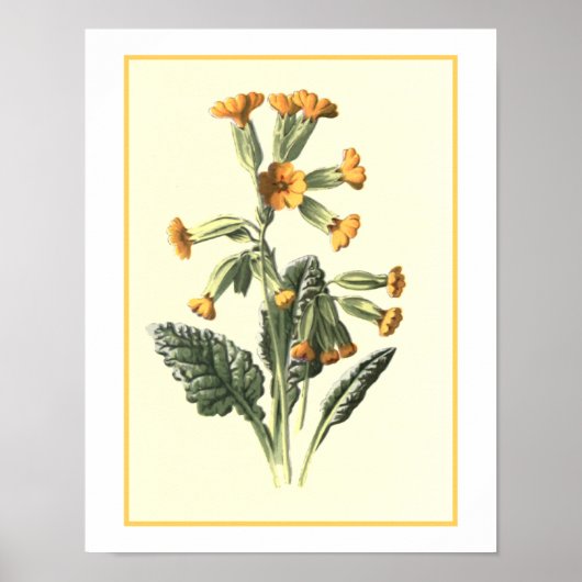 Botanische illustratie poster (Voorkant)