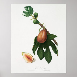  botanische illustratie poster