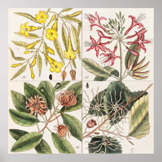  botanische illustratie poster (Voorkant)
