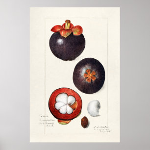  botanische illustratie poster