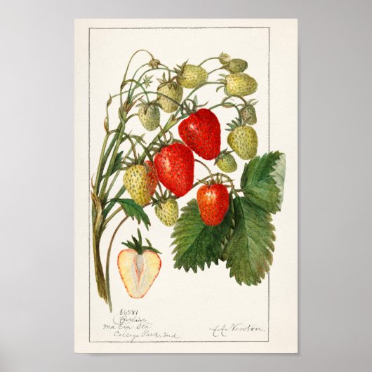  botanische illustratie poster (Voorkant)