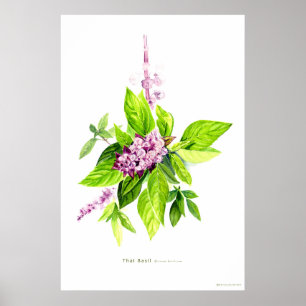 Botanische illustratie Thai Basil Poster