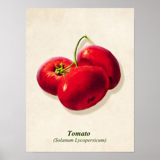  Botanische illustratie, tomaten Poster (Voorkant)