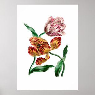 Botanische illustratie  Tulp Poster