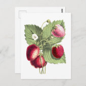  botanische illustratie van aardbei briefkaart (Voorkant / Achterkant)