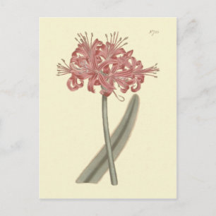 Botanische illustratie van Amaryllis met glaucous  Briefkaart