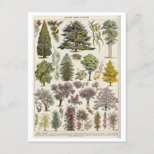  botanische illustratie van bomen briefkaart