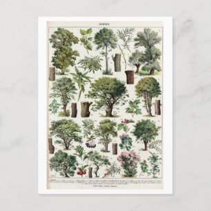  botanische illustratie van bomen briefkaart