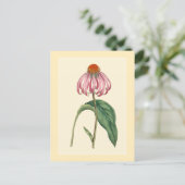 Botanische illustratie van conefloer briefkaart (Staand voorkant)