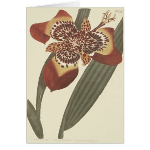 Botanische illustratie van de tijgerbloem
