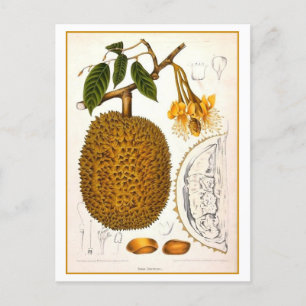 botanische illustratie van Durian Briefkaart