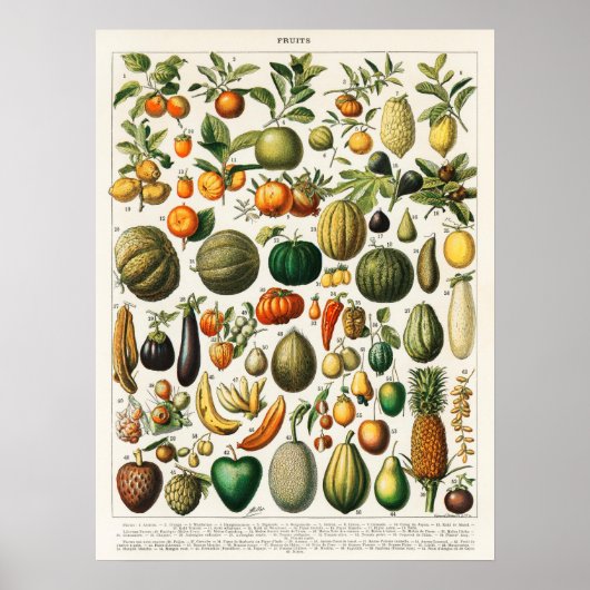  botanische illustratie van fruit poster (Voorkant)
