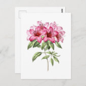 Botanische Illustratie van Roze Azalea Briefkaart (Voorkant / Achterkant)