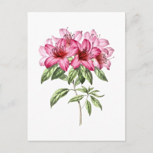 Botanische Illustratie van Roze Azalea Briefkaart (Voorkant)