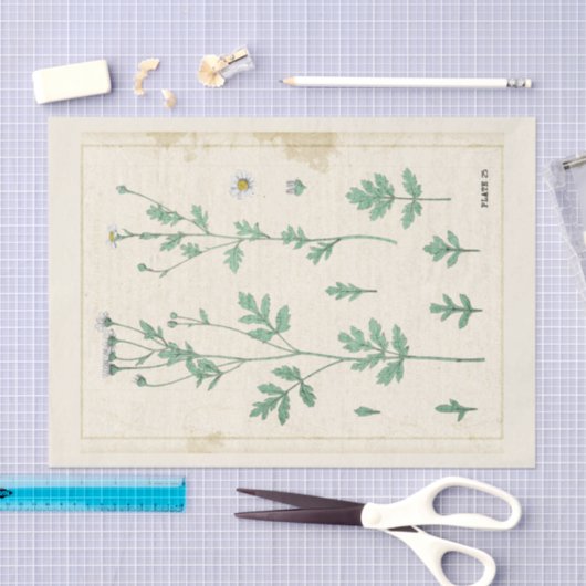  botanische illustratie Witte bloem Tissuepapier (Craft)