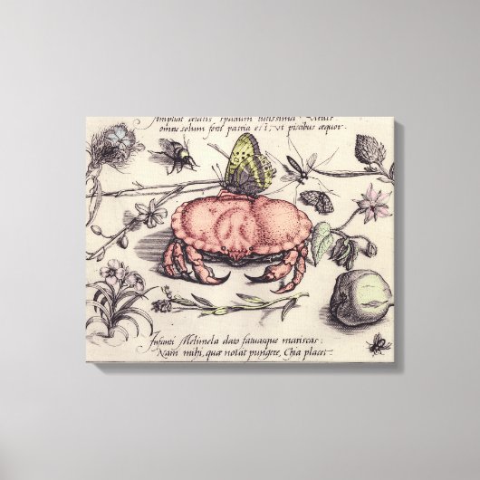 Botanische Insect Flower Illustration van krab Canvas Afdruk (Voorkant)