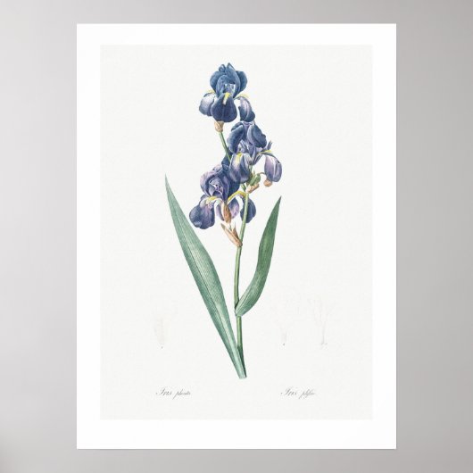 BOTANISCHE "IRIS" REDOUTÉ POSTER (Voorkant)