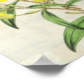 botanische jeukenprimrose poster (Hoek)