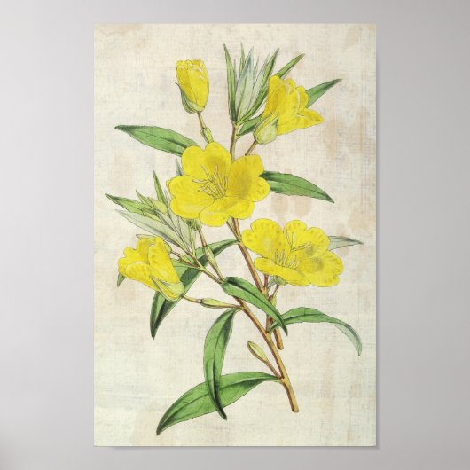 botanische jeukenprimrose poster (Voorkant)