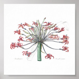 BOTANISCHE "JOSEPHINE'S LILY" POSTER VAN REDOUTÉ