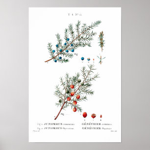  BOTANISCHE "JUNIPER" REDOUTÉ POSTER