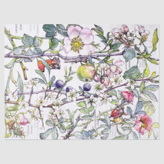 Botanische krab Apple Flowers Blossom Tissue Paper Tissuepapier (Voorkant)