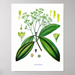 Botanische kunst: Illustratie van het Plant Cinnam Poster