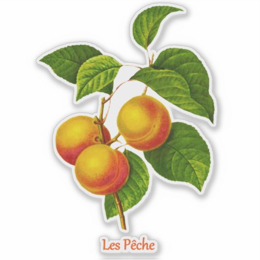botanische kunst - perziken en bladeren sticker (Voorkant)