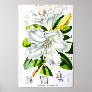 botanische kunst poster