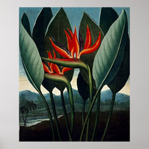 Botanische kunst van de vogel van het paradijs poster