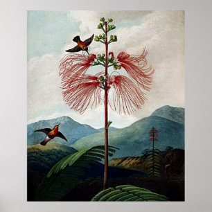 Botanische kunsttempel van Flora gevoelig Plant Poster