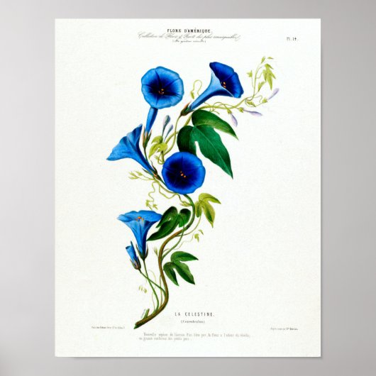  Botanische La Celestine Flore D Amerique Poster (Voorkant)