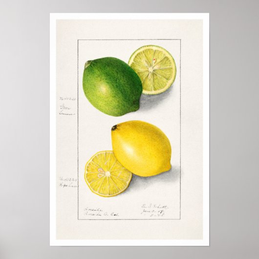 BOTANISCHE "LEMONS" AMANDA ALMIRA NEWTON POSTER (Voorkant)